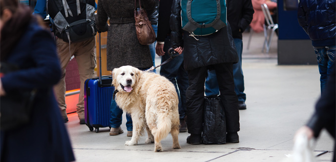 man taking a dog on the train station