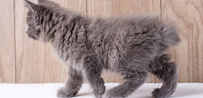 manx cat breed