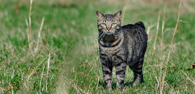 manx cat in the field