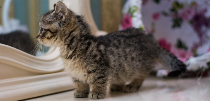 munchkin kitten