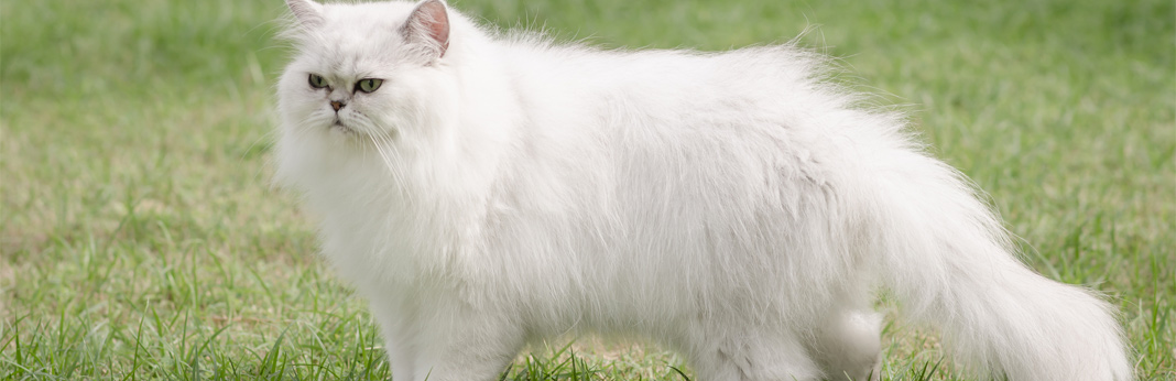 information about persian cats