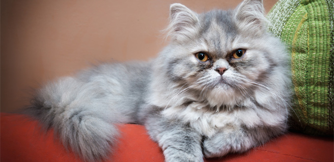 persian cat lying on the bed