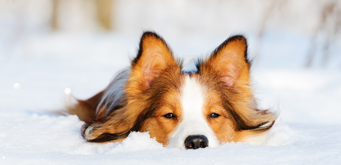 pooch enjoying winter