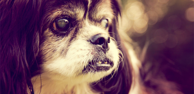 pooch with cataract