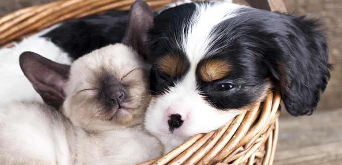 puppy and kitten in a basket