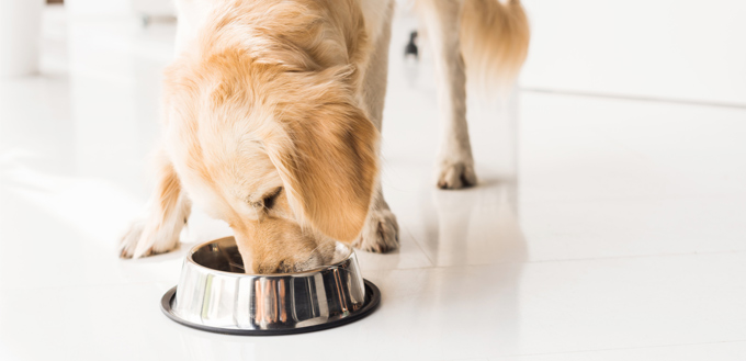 puppy eating