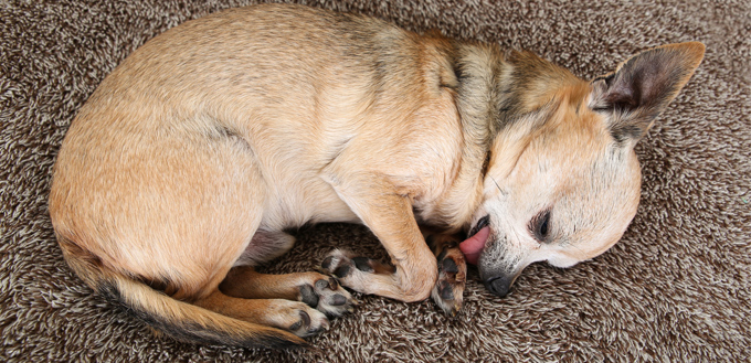 puppy sleeping