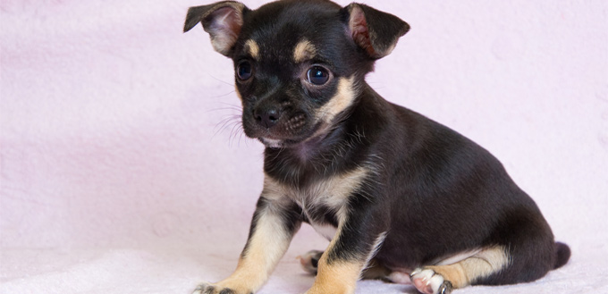 puppy tested for cataract