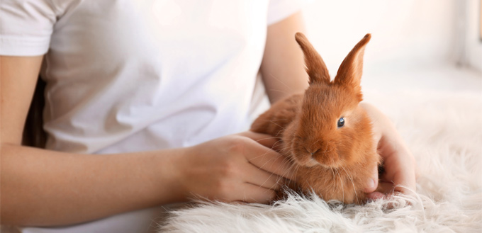 rabbit office pet