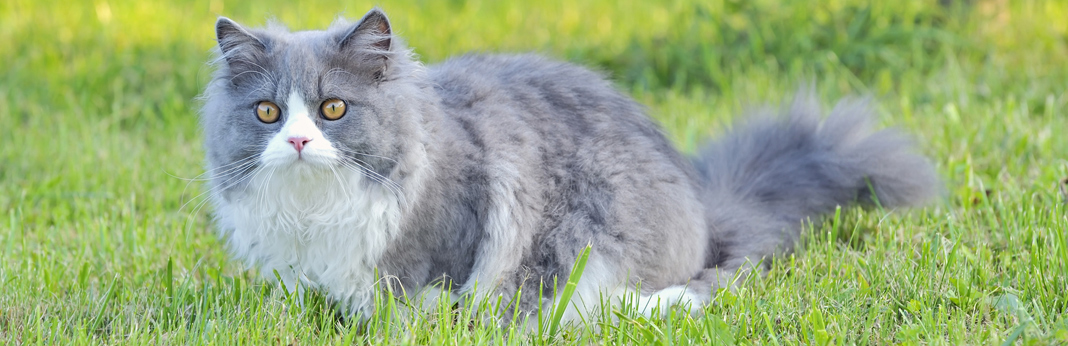 ragdoll cat