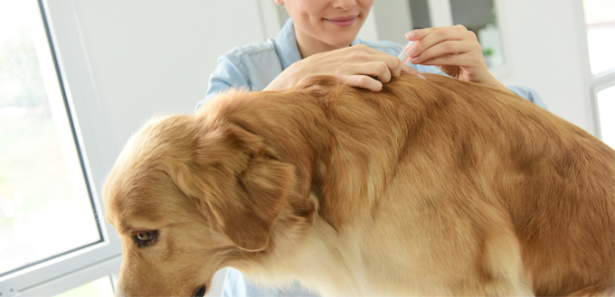 retriever donating blood