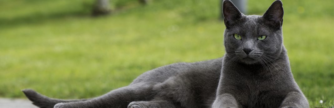 facts about russian blue cats