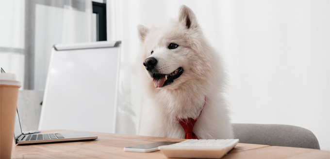 samoyed in the office