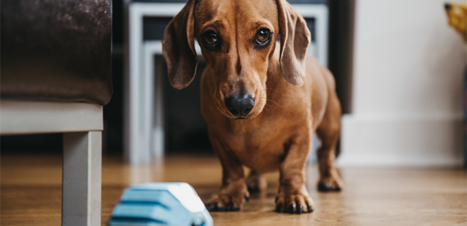 sausage dog begging for food