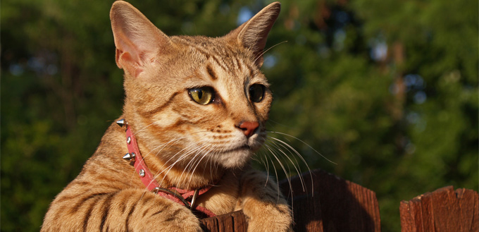 savannah cat on the fence