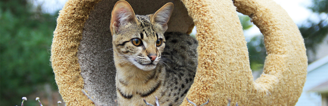 savannah cat breed facts