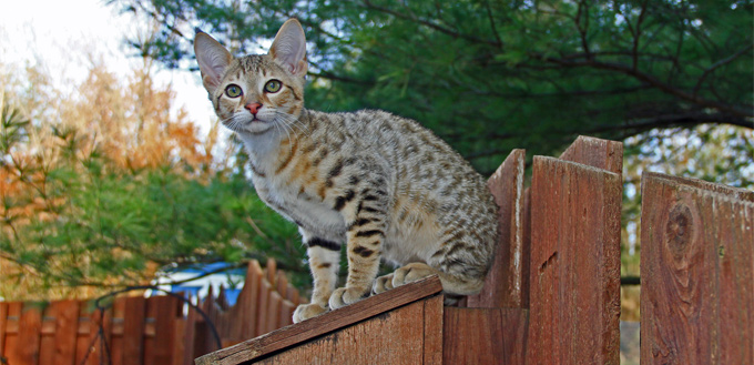 savannah kitten