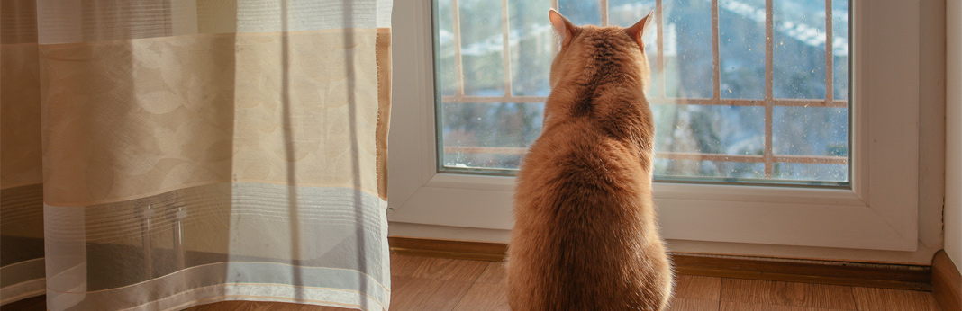 separation-anxiety-in-cats