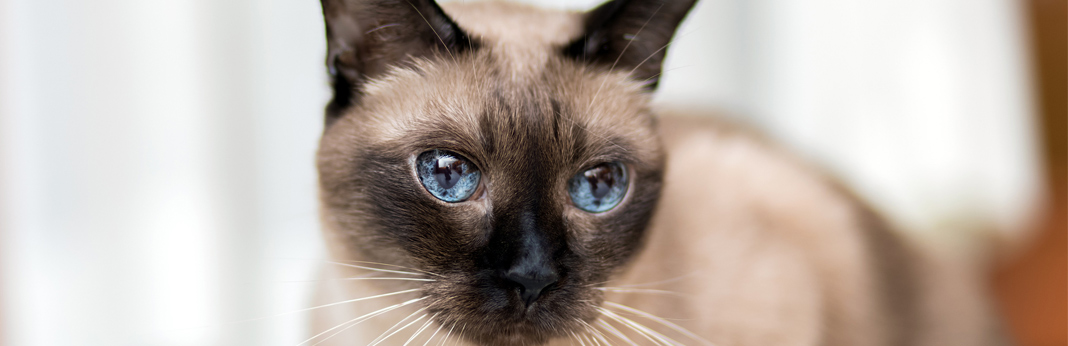 siamese kitten