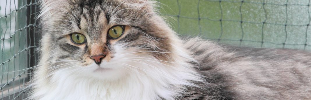 siberian cat personality