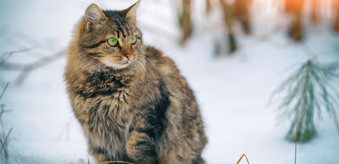 siberian cat in the snow