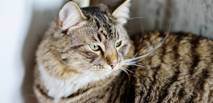 siberian cat lying on the floor