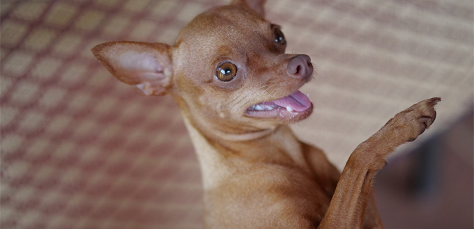 small chihuahua begging for food