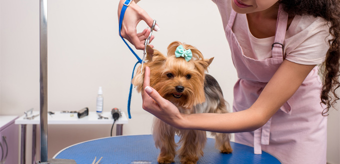 small dog being groomed