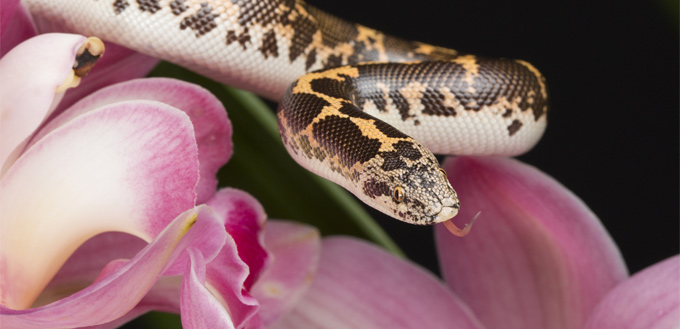 snake office pet