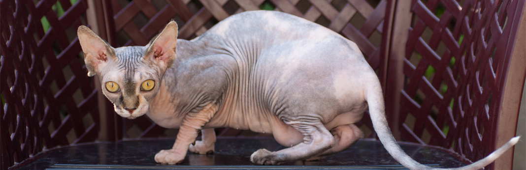 sphynx cat - breed facts