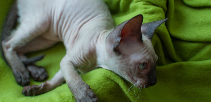 sphynx cat playing