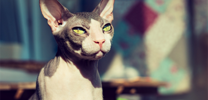 sphynx cat posing