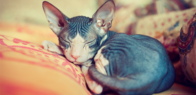 sphynx cat