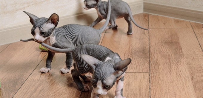 sphynx kitties