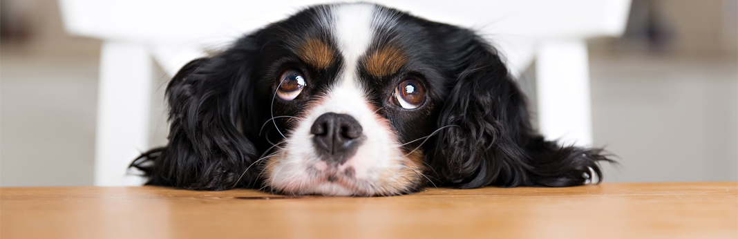 teach-your-dog-to-stop-begging