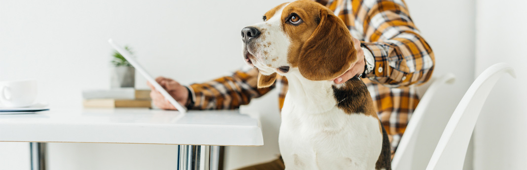 the-pros-and-cons-of-bringing-your-dog-to-work