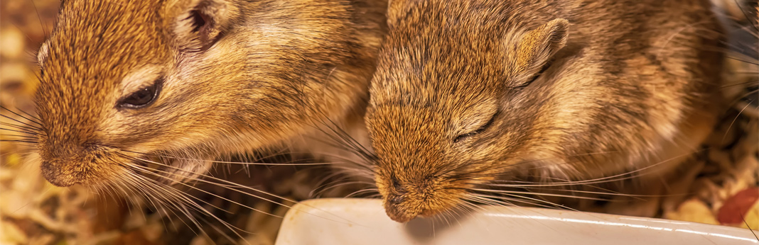 the ultimate guide to gerbils as pets