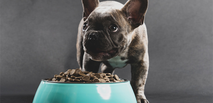 5 Reasons Why Your Dog May Need A Therapeutic Diet