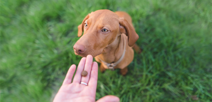 therapeutic nutrition for canines