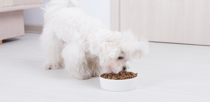 therapeutic nutrition for dogs