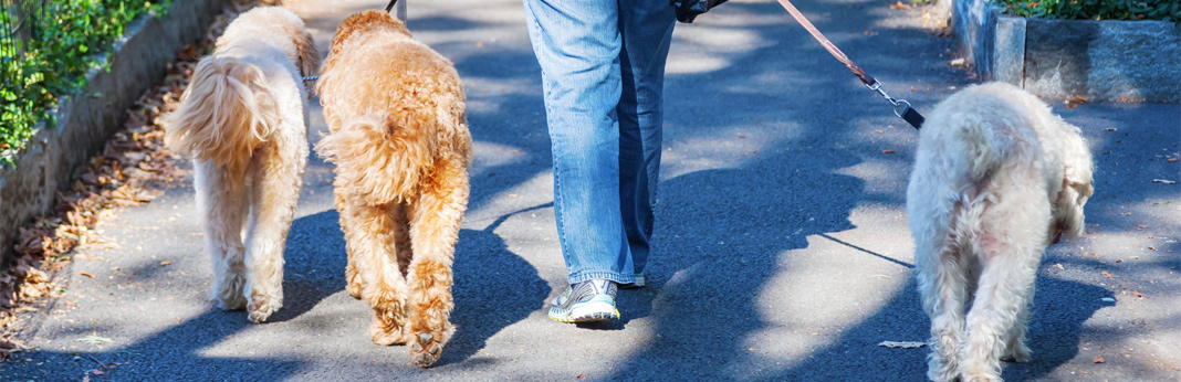 things you should know before hiring a dog walker