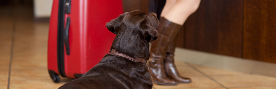 tips for safely staying in a hotel with your dog