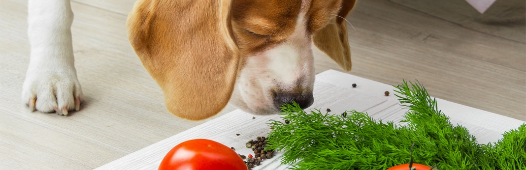 vegan dogs: is a vegan diet healthy for your dog?