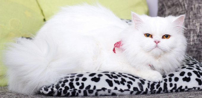 white persian cat