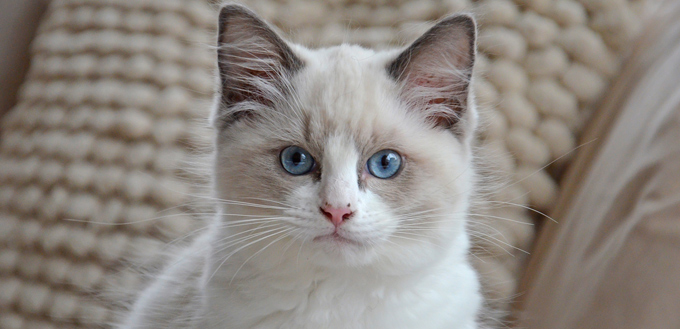 white ragdoll kitten