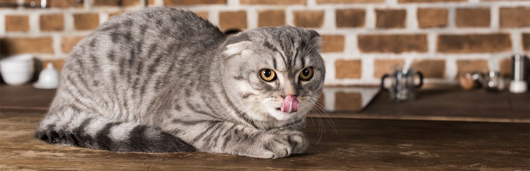 cat drooling tongue out not eating