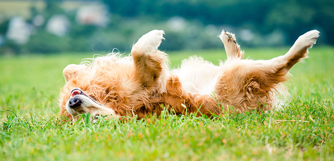 Golden Retriever playing