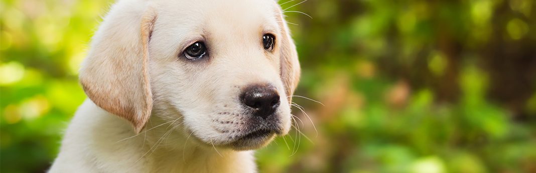 labrador dandruff treatment