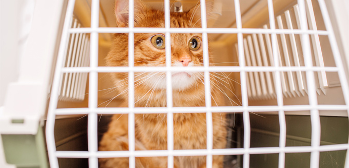 adoption cat in a pet carrier