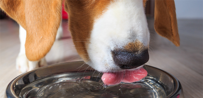 beagle drinking water